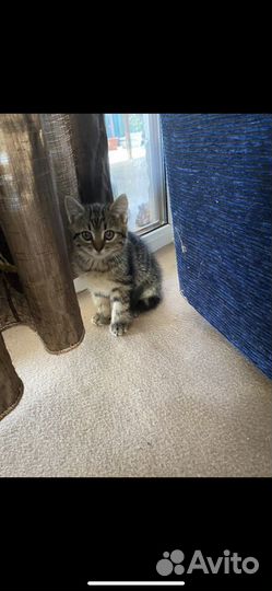 Кошка