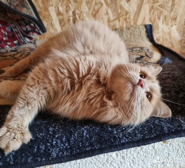 Молодой котик