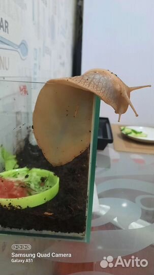 Улитята Ахатинской улитки