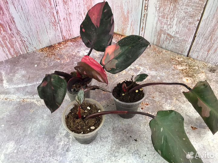 Филодендроны