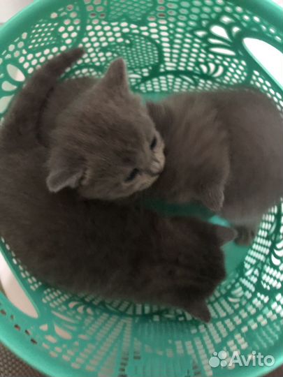 Британские котята
