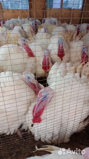 Домашняя индейка