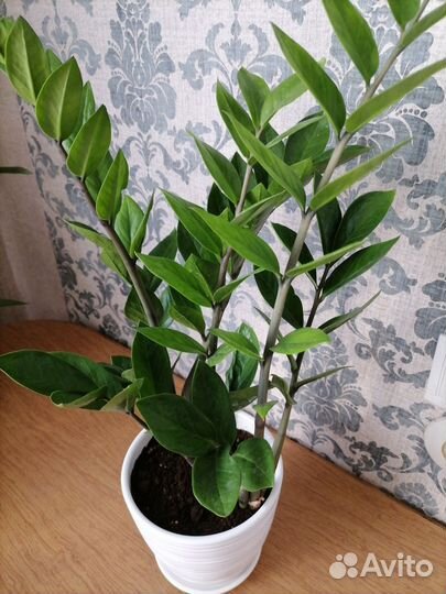 Замиокулькас (Долларовое дерево)