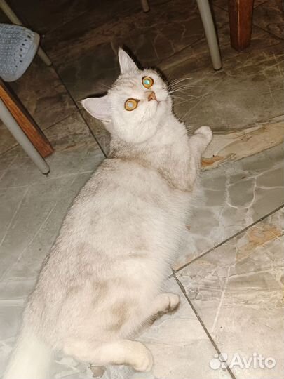 Вязка кошек