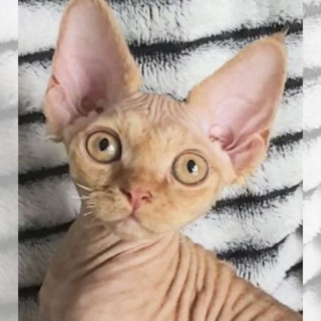 Котёнок от частного владельца