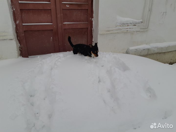 Ищем подругу