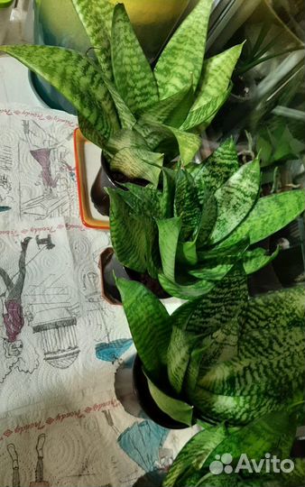 Сансевиерия 10 отростков