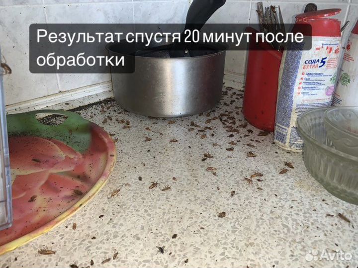 Обработка от клопов,уничтожение тараканов,травля