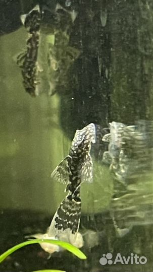 Анциструс сом