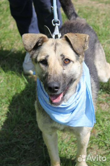 Собака хочет в семью