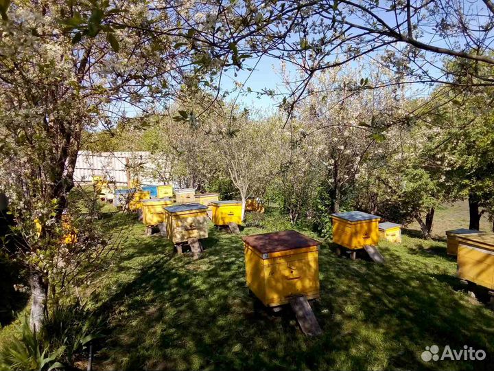 Продам пчелосемьи