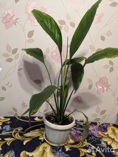 Спатифиллум