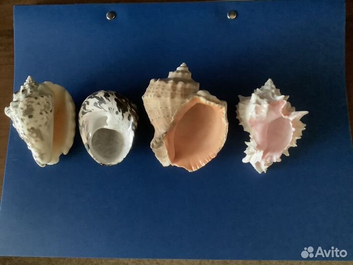 Ракушки с южных морей