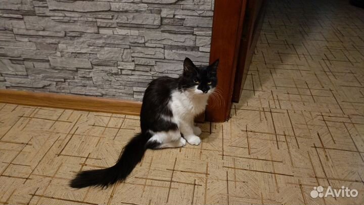 Пушистый электровеник в добрые руки