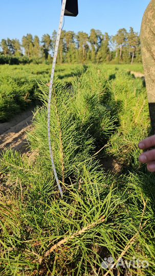 Сеянцы сосны обыкновенной окс