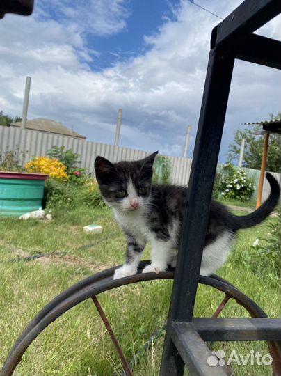 Кошка