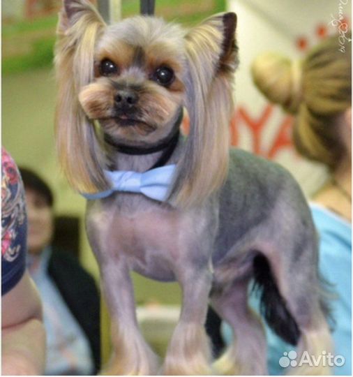 Груминг обучение