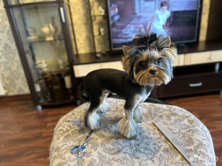 Грумер Стрижка собак, кошек, гигиена