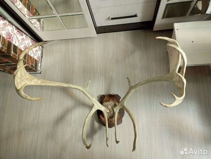 Продам рога оленя