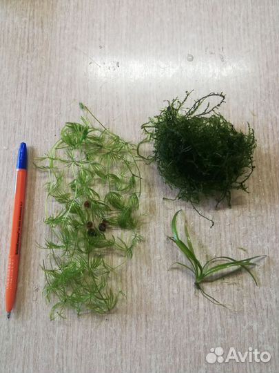 Растения для аквариума