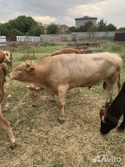 Продаю скот