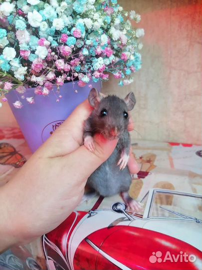 Крысята, крыса, Дамбо, клетка, доставка