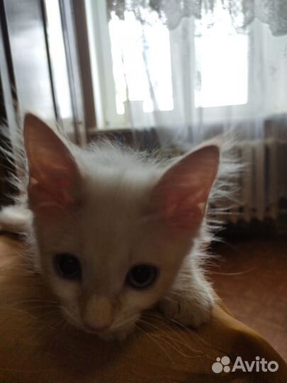 Котенок в добрые руки