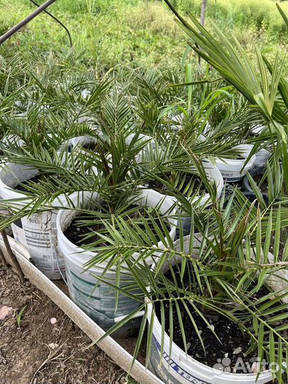 Финиковая пальма