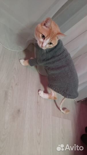 Одежда для кошек