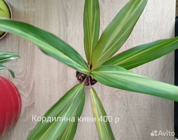 Комнатные цветы