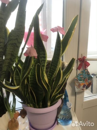 Отростки цветка