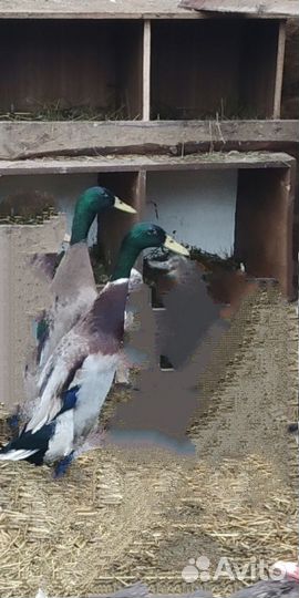 Индийский бегунок