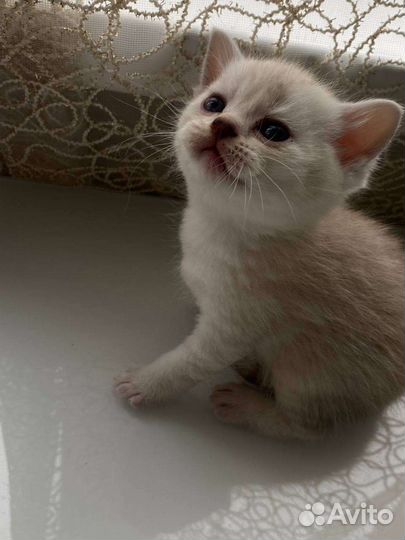 Британские котята