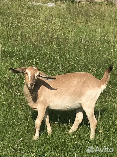 Процентные Нубийские козочки и козлики