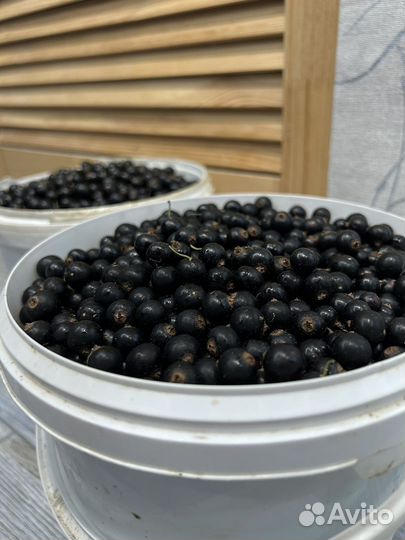 Черная и красная смородина