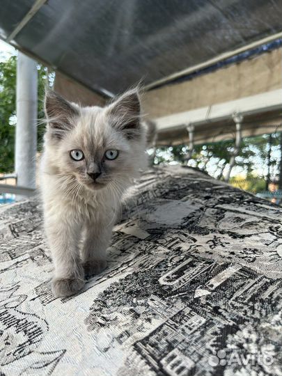 Котята в добрые руки бесплатно