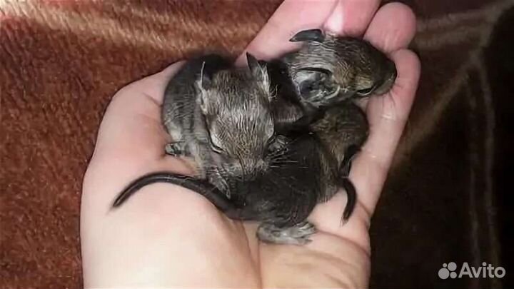 Бельчата Дегу