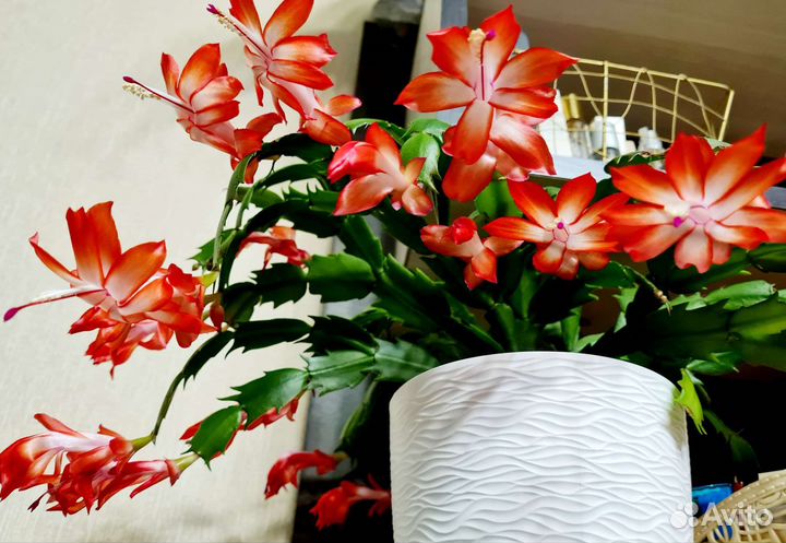 Декабрист (шлюмбергера) бело-оранжевый