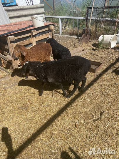 Овцы бараны