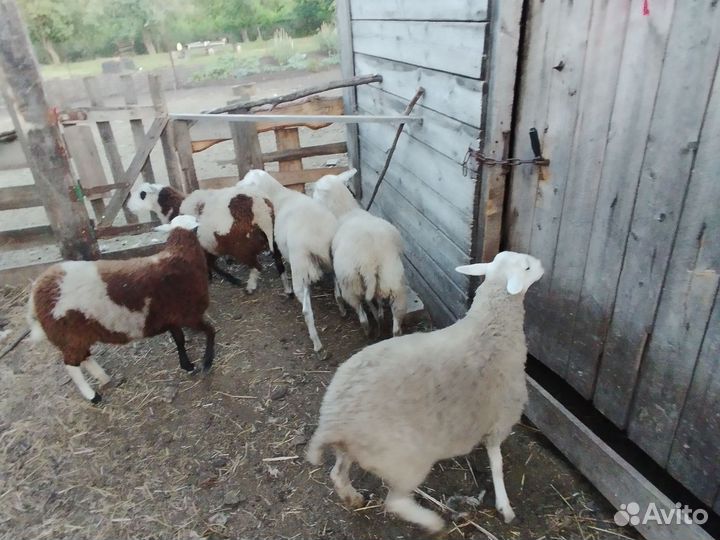 Дорпер F4 (баранчик) и ярочки F1