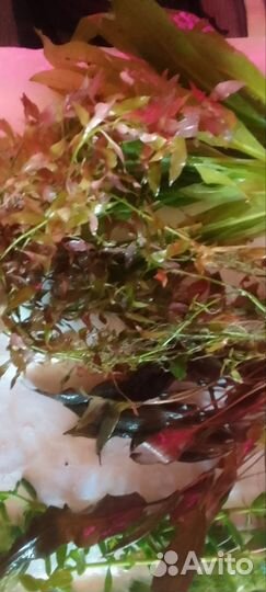 Аквариумные растения