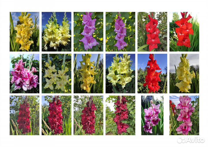 Гладиолусы (луковицы)