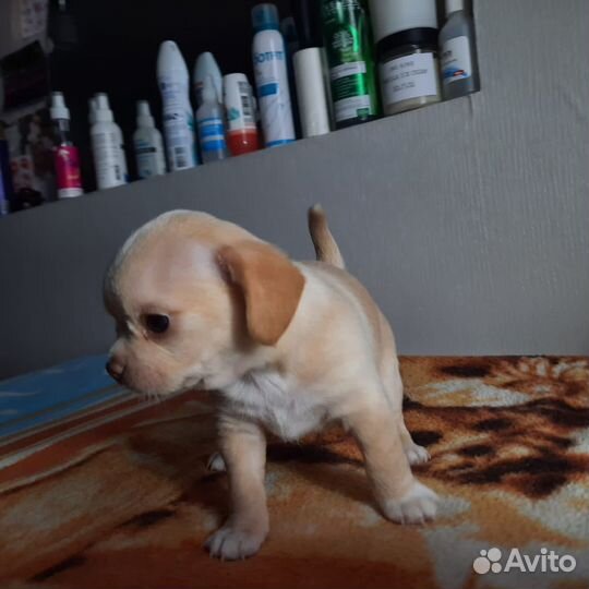 Щенки чихуахуа стандарт