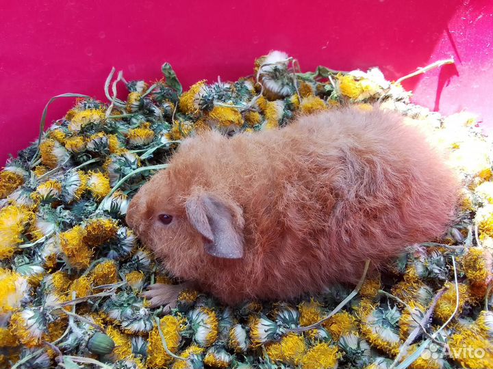 Морская свинка американский тедди
