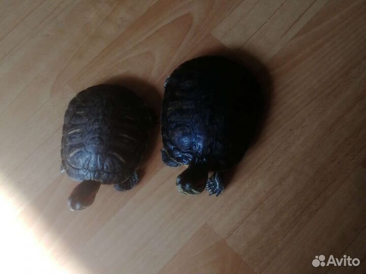 Красноухая черепаха