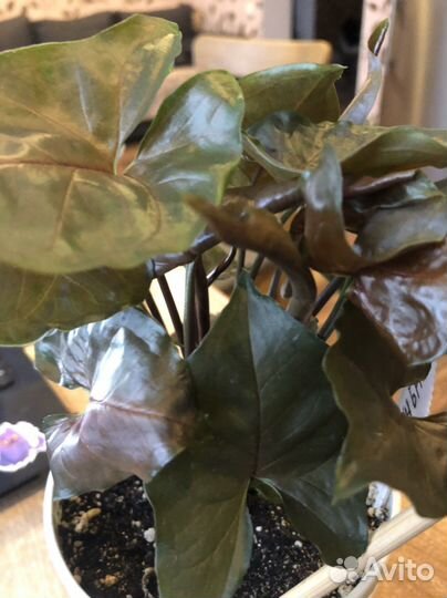 Сингониум арон браун