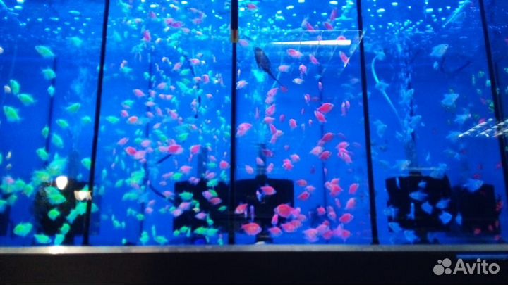 Тернеция гло, барбусы гло, данио гло