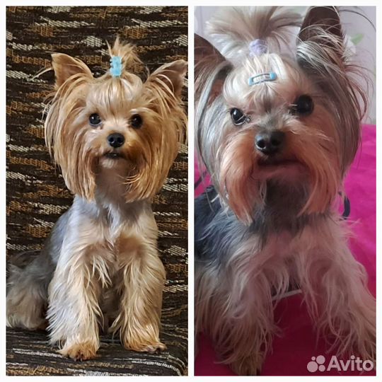 Йоркширский терьер