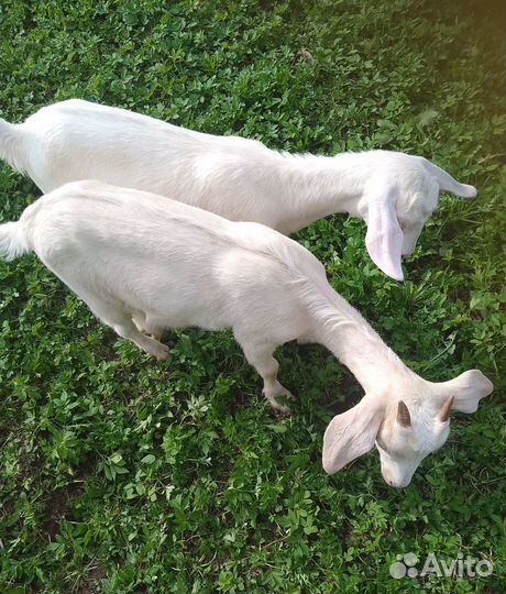 Продам козочек