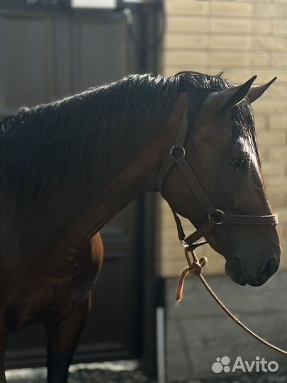 Жеребец Иноход